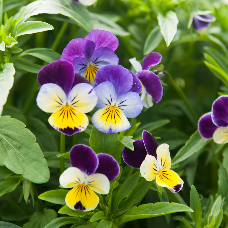 Edible Flowers