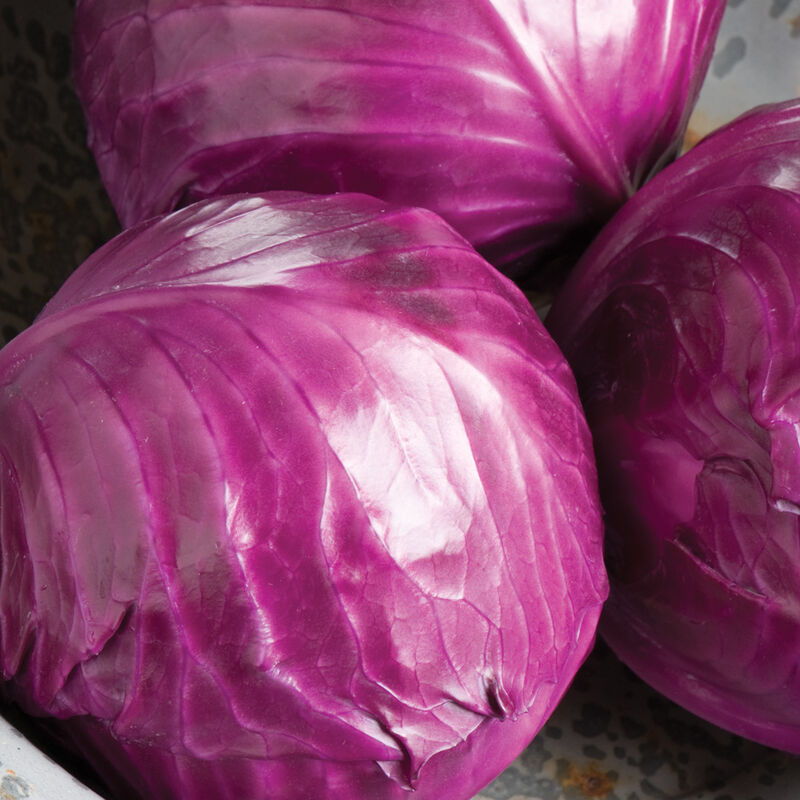 Ruby Red Perfection Cabbage