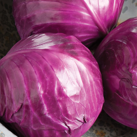 Ruby Red Perfection Cabbage