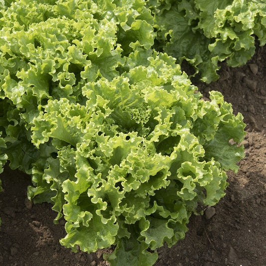 Green Star Lettuce