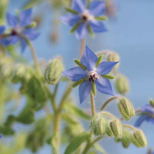 Borage - Edible Flower