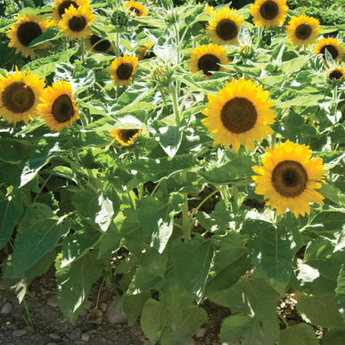 Dwarf Sunflower - Edible Flower