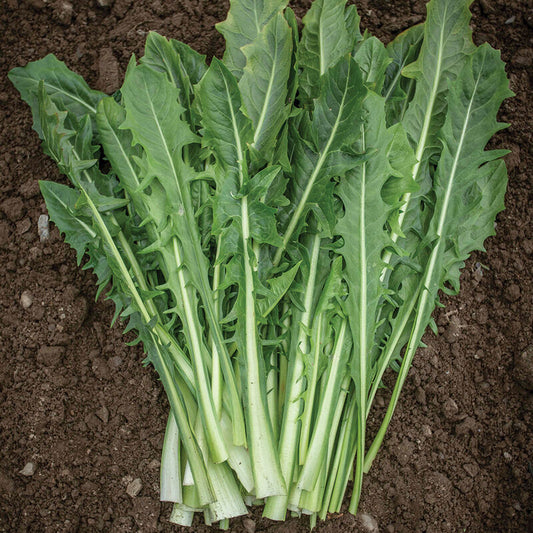 Italian Dandelion Greens