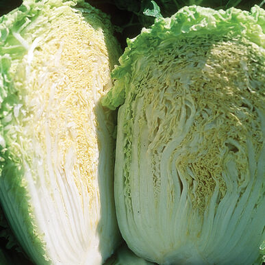 Minuet Green Chinese Cabbage