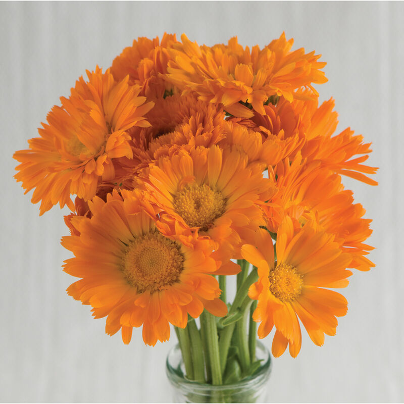 Calendula - Edible Flower