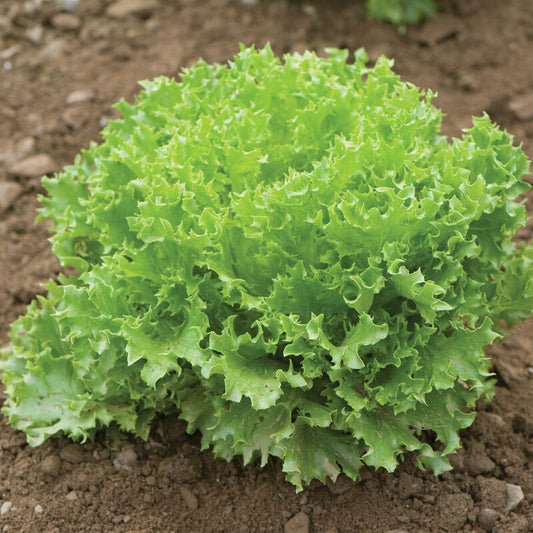 Green Sweet Crisp Lettuce - Salanova