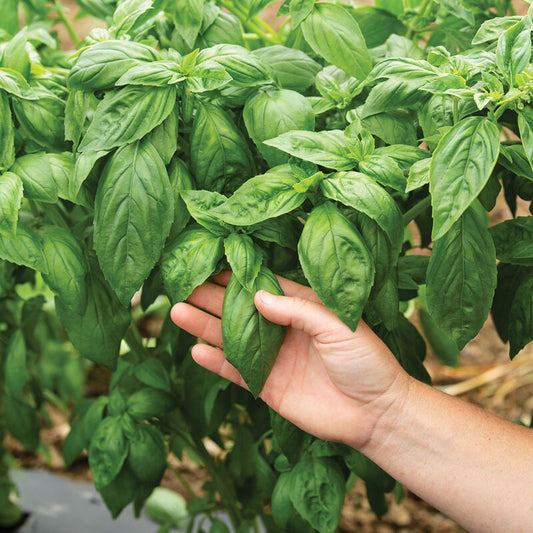 Italian Basil