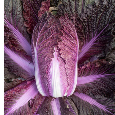 Merlot Red Chinese Cabbage