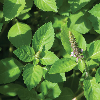 Holy Basil - Kapoor Tulsi