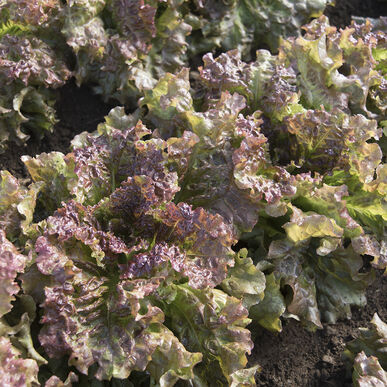 New Red Fire Lettuce